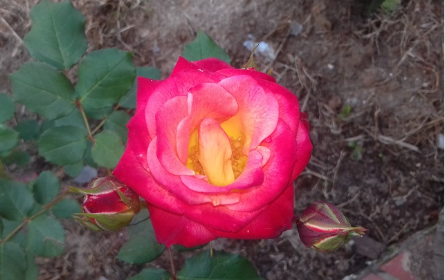 flor-roseria