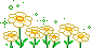 daisies2